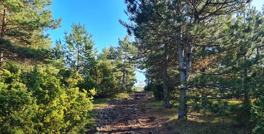 Planinarske ture na planini Goč